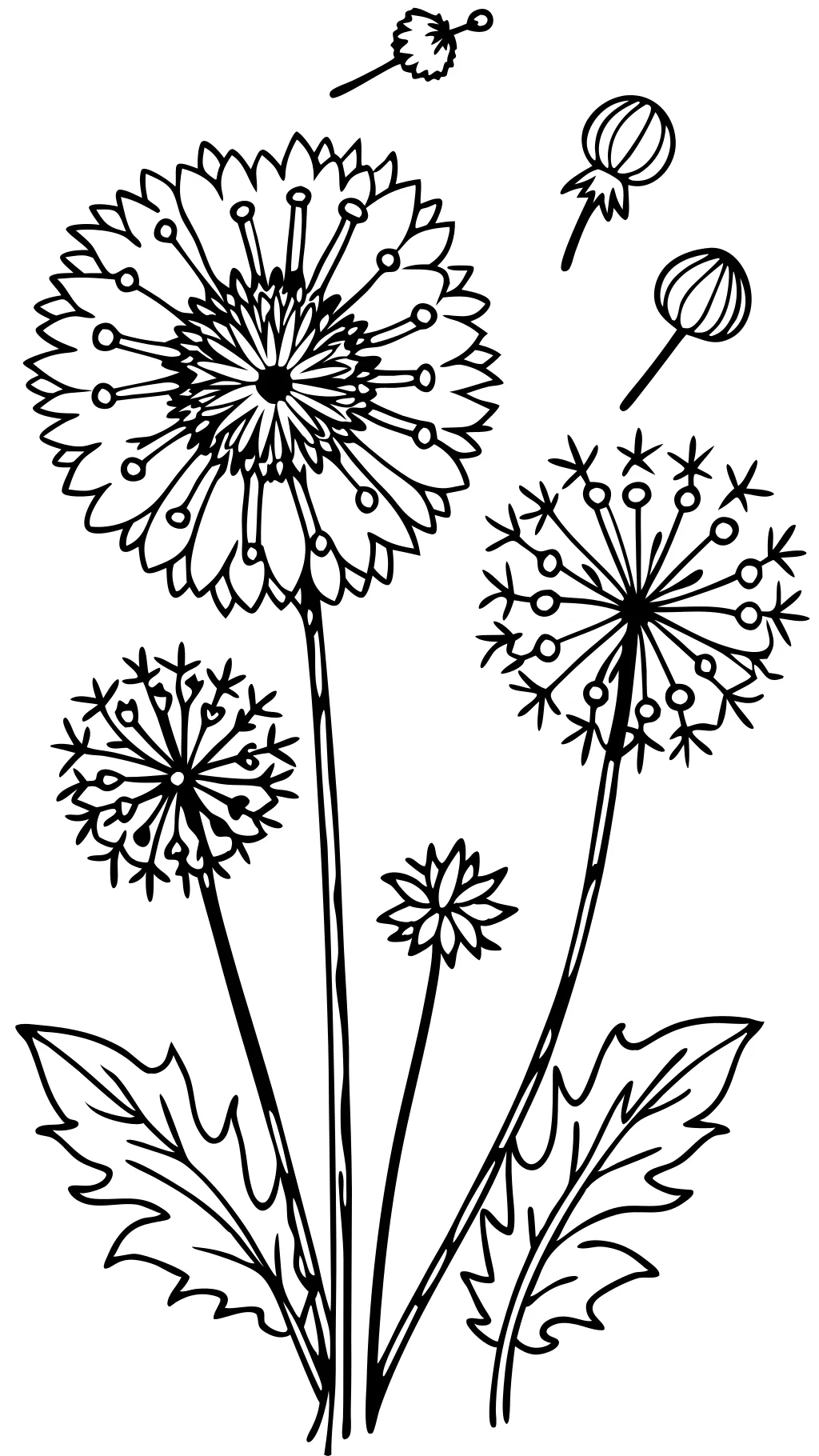 dandelion coloring pages